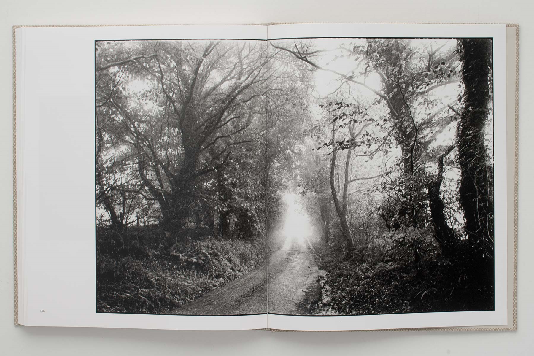 Woodland (Pebidiog) <span>by Marcus Oleniuk</span>