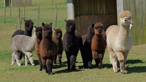 Sweet Home Alpaca