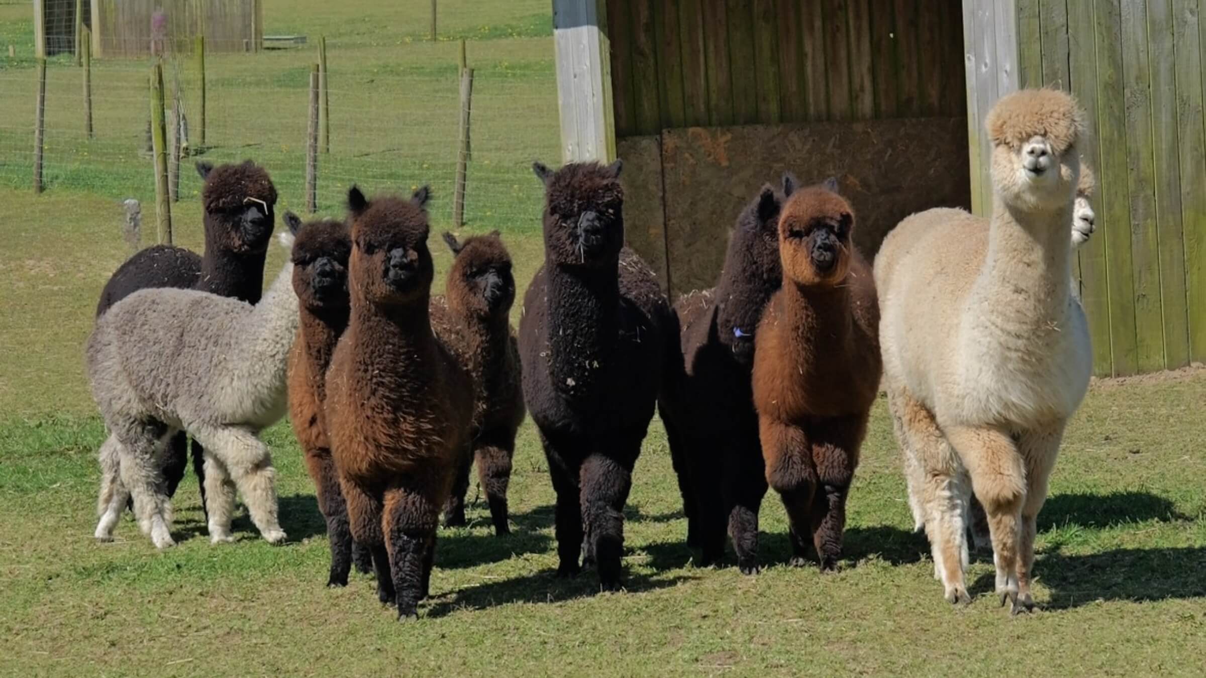 Book Your Alpaca Experience